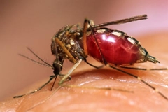 Dengue: Sesa divulga 26º boletim epidemiológico de 2011