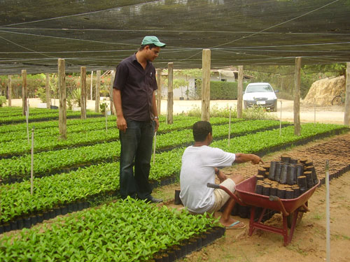 DISTRIBUIÇÃO DE MUDAS DE CAFÉ EM ECOPORANGA