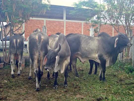 Ecoporanga recebe Feira de Touros que acontece nesta sexta-feira (21)